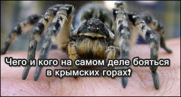 Чего и кого на самом деле бояться в крымских горах? 1 Чего и кого на самом деле бояться в крымских горах?