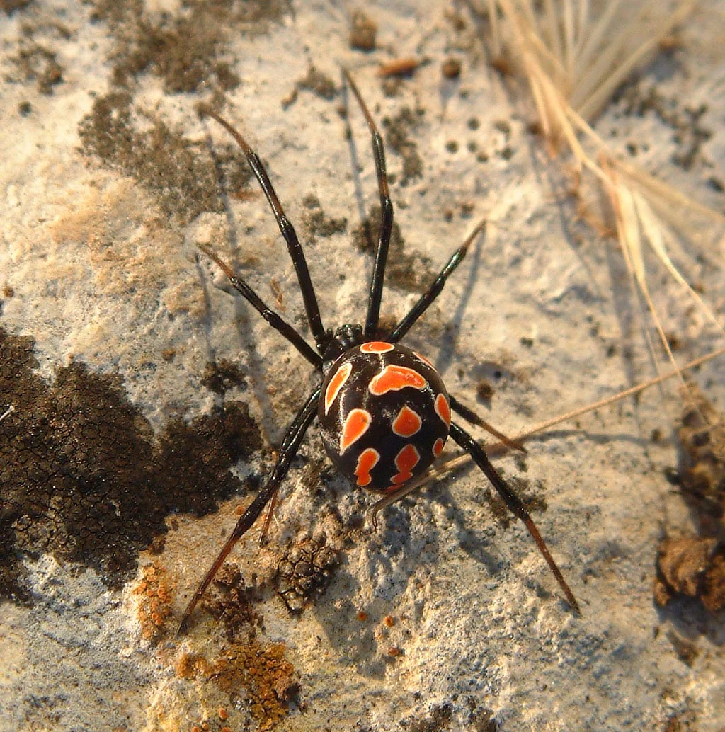 latrodectus tredecimguttatus