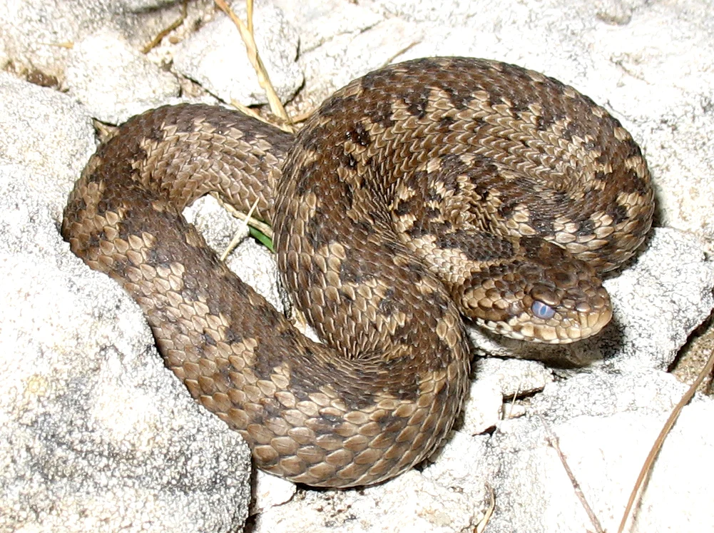 vipera ursinii